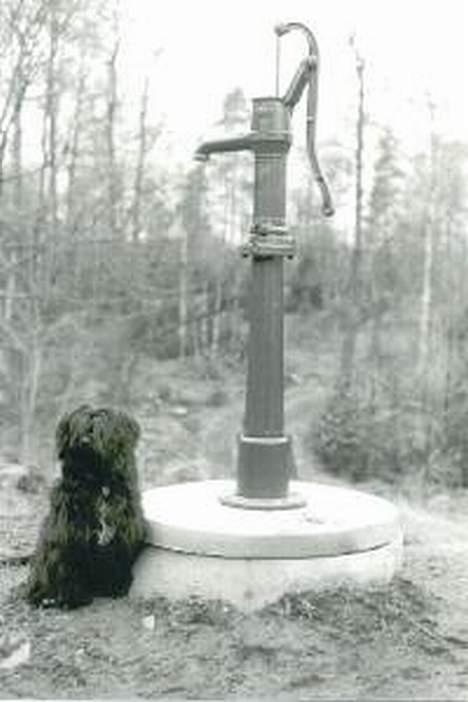 Tibetansk terrier Buma billede 8