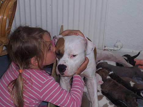 Amerikansk staffordshire terrier R.I.P Fibse... Love U - møøøs billede 7