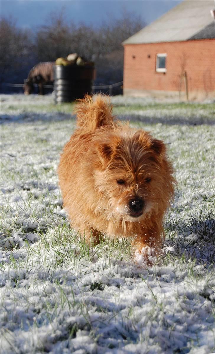 Blanding af racer Møffe  billede 4