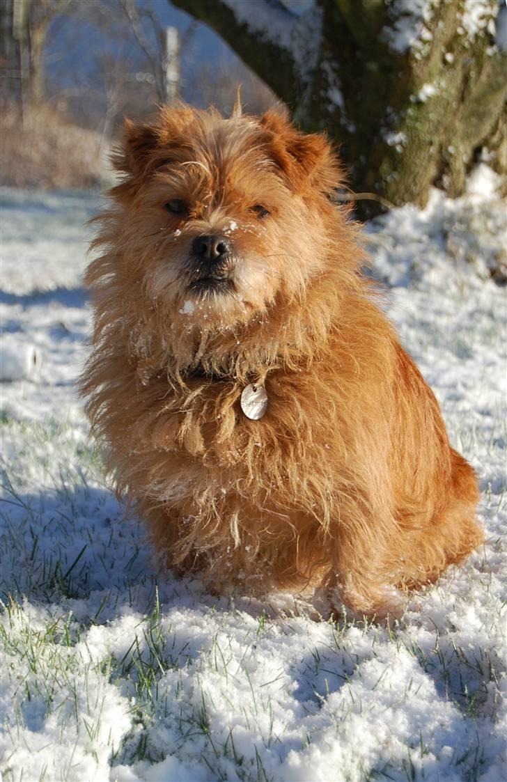 Blanding af racer Møffe  billede 5