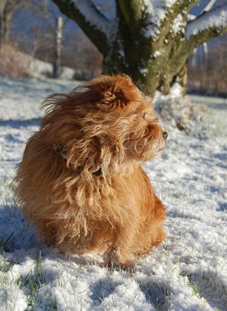 Blanding af racer Møffe  - Arj mor, nu må det snart være nok billede 6