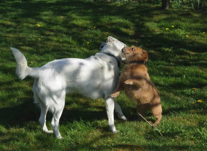 Blanding af racer Møffe  - Møffe med sin bedste ven Bølle billede 7