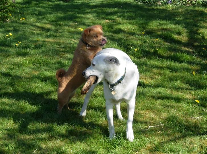 Blanding af racer Møffe  billede 8