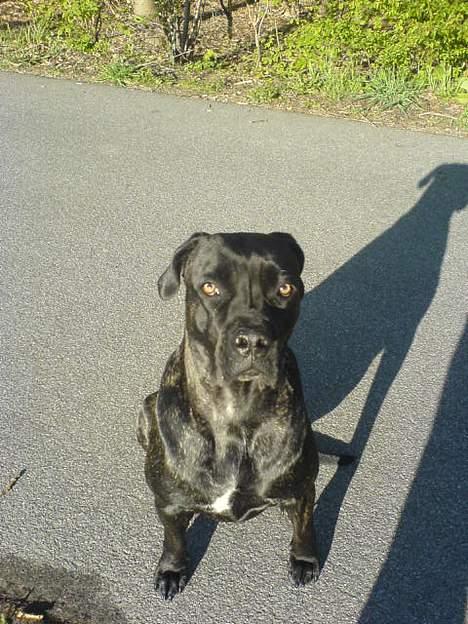 Cane corso Shakira billede 15
