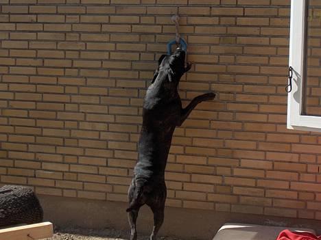 Cane corso Shakira billede 16