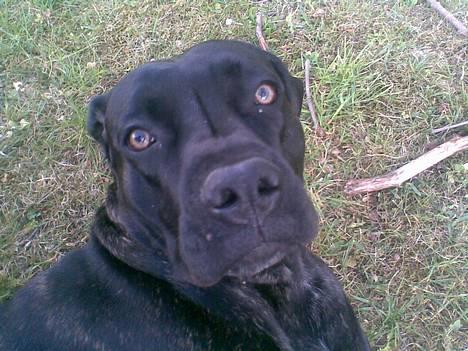 Cane corso Shakira billede 17