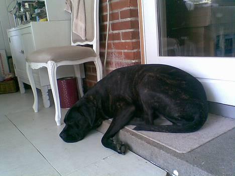 Cane corso Shakira billede 18