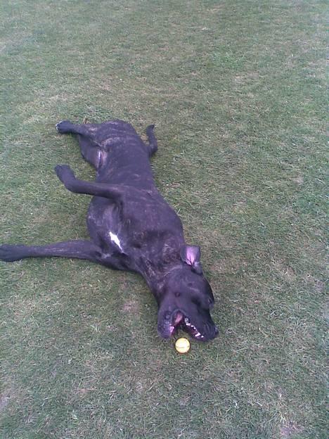 Cane corso Shakira billede 19
