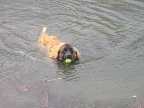 Leonberger Weika`s Hess billede 2