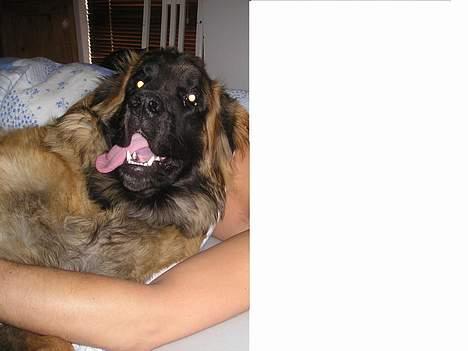 Leonberger Weika`s Hess - 10 mdr og meget stor at ligge i arm med ... billede 3