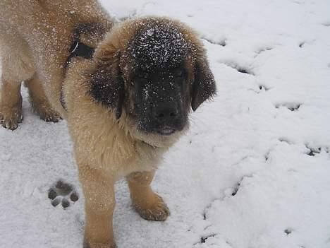 Leonberger Weika`s Hess - gammelt billede...min første sneoplevelse.......jeg elsker det :o) billede 4