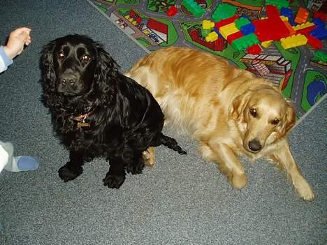 Cocker spaniel Lady - Her er jeg sammen med min veninde mille, hun skal til og have hvalpe lige om snart. billede 17
