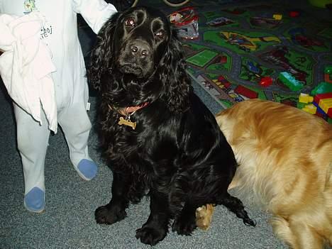 Cocker spaniel Lady - Nu er jeg begyndt at ligne en cocker mere og mere...c",)... billede 18