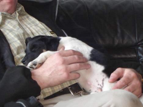 Dansk svensk gaardhund Balter - Dejligt med en nussetur billede 3