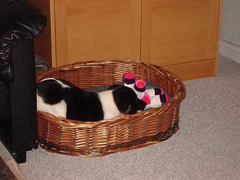 Dansk svensk gaardhund Balter - Mit bedste stunt - jeg er godt til at sove i min egen kurv om natten, når jeg bliver puttet med et tæppe over mig billede 4