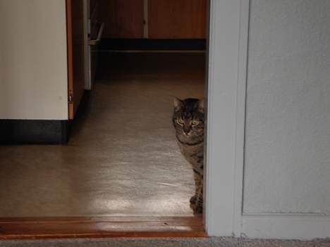 Dansk svensk gaardhund Balter - Her er min bedste ven Balou billede 5