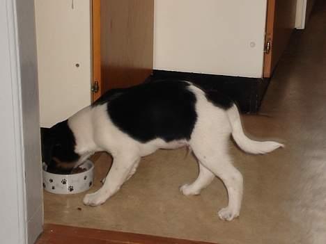 Dansk svensk gaardhund Balter - Ja mad er altid godt billede 6