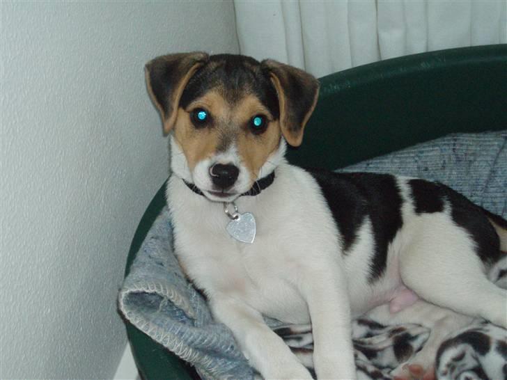 Dansk svensk gaardhund Felix - Heej, jeg hedder Felix... :o) billede 1