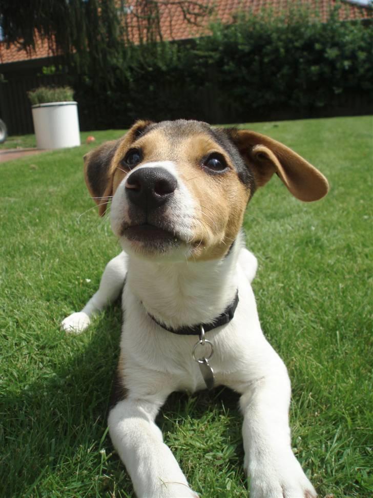 Dansk svensk gaardhund Felix - Er jeg ikk bare sød <3 billede 2