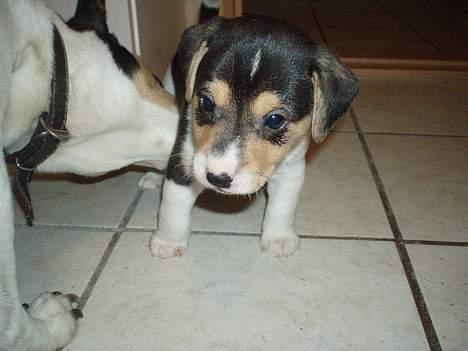 Dansk svensk gaardhund Felix - Ej hvor er det pinligt, at blive vasket af sin mor foran en masse fremmede. der er bare så pinligt... billede 3
