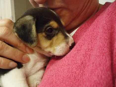 Dansk svensk gaardhund Felix - sidder lige og bliver trøstet af mor. billede 4