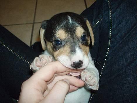 Dansk svensk gaardhund Felix - uhmm lækkert, den smager som kylling. billede 5