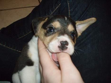 Dansk svensk gaardhund Felix - aarrr, den perfekte sut :o) billede 6