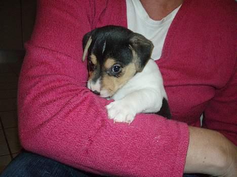 Dansk svensk gaardhund Felix - UNDSKYLD, jeg er lidt genert <333 billede 7