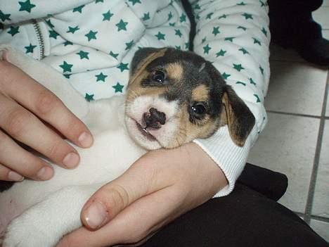 Dansk svensk gaardhund Felix - bare hun nu ikk skyder mig... billede 8