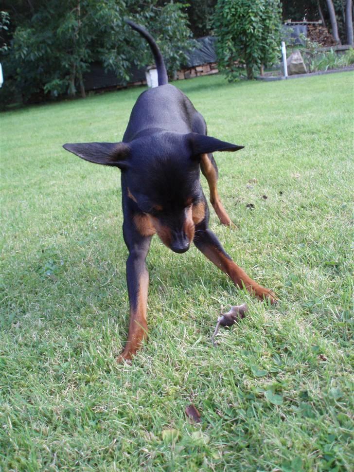 Dvaergpinscher arthur - jeg fik dig.. billede 1