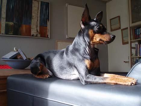 Dvaergpinscher arthur - ser jeg ikke stor ud??? billede 2