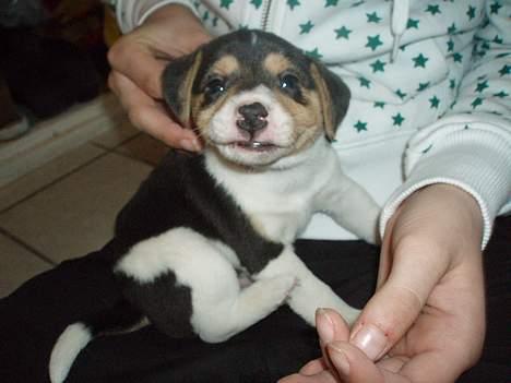 Dansk svensk gaardhund Felix - arrr ja, lige der. det er det perfekte klø sted. hehe. billede 9