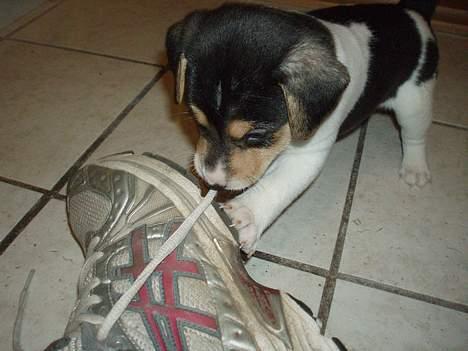 Dansk svensk gaardhund Felix - Hvor lang kan den mon blive. hehe. billede 10