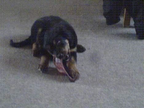 Blanding af racer nala billede 16