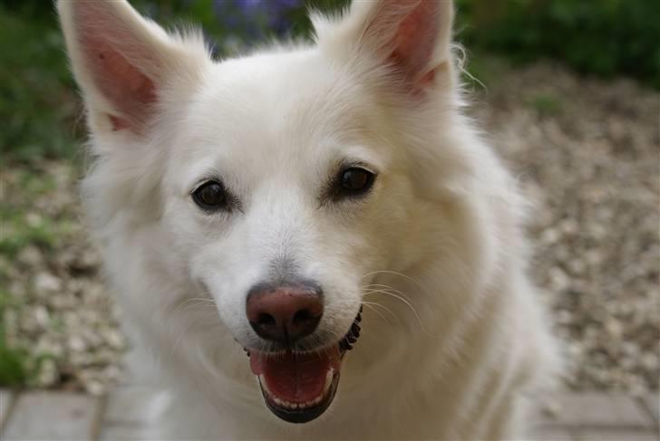 Dansk Spids Luna - Smukke :-* billede 17