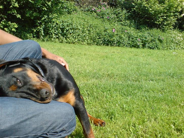 Rottweiler Bosley (Boss) billede 14
