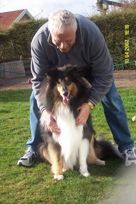 Collie langhåret Rambo billede 13