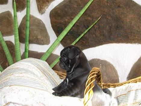 Mops Molly  - Molly 7 uger. billede 1