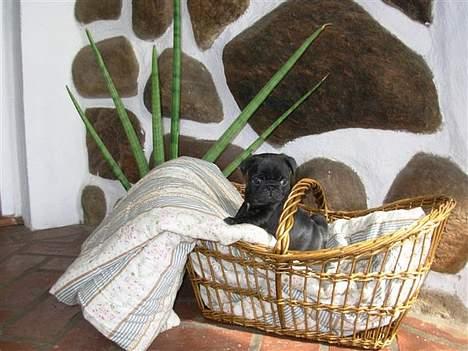 Mops Molly  - Molly 7 uger. billede 2