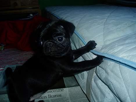 Mops Molly  - Molly 9 uger. billede 3