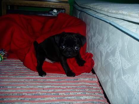 Mops Molly  - Molly 9 uger. billede 4