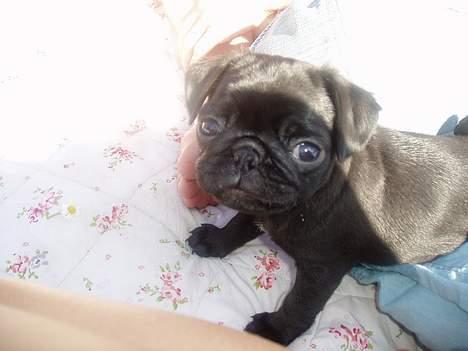 Mops Molly  - Molly 10 uger. billede 5