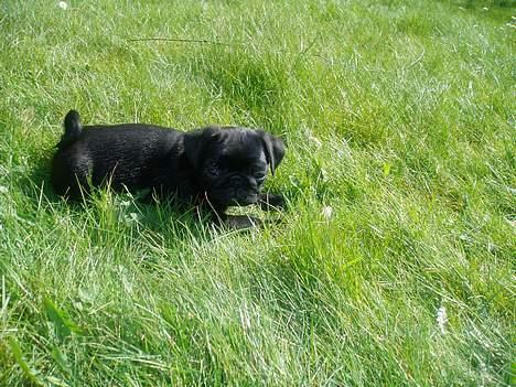 Mops Molly  - Molly 10 uger. billede 6