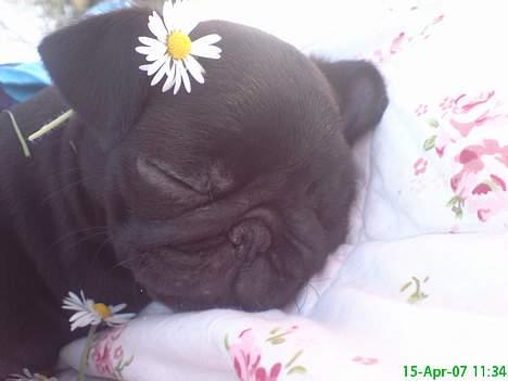 Mops Molly  - Molly 10 uger. billede 7