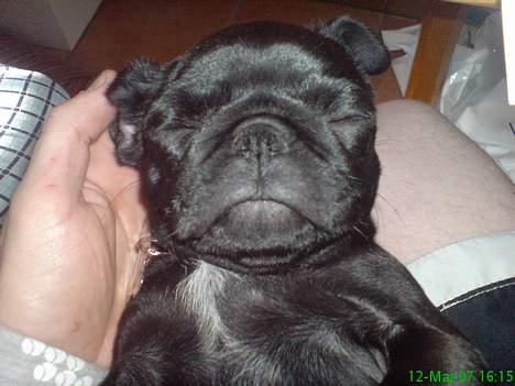 Mops Molly  - Molly 12 uger. billede 8