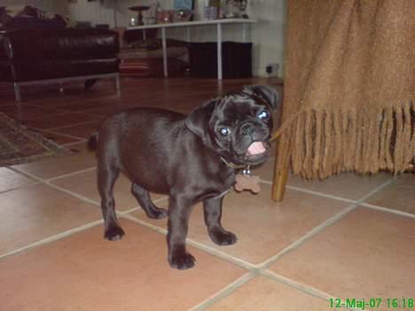 Mops Molly  - Molly 12 uger. billede 9