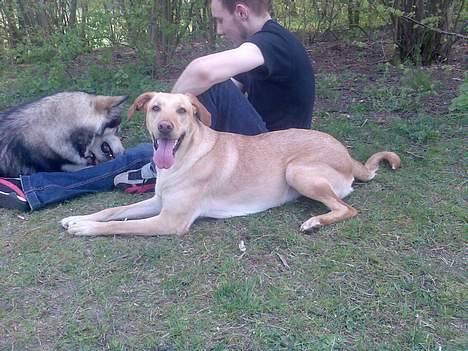 Blanding af racer Beauty billede 9