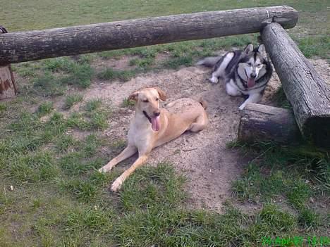 Blanding af racer Beauty billede 10