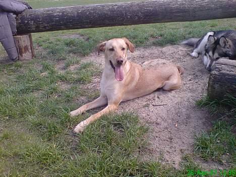 Blanding af racer Beauty billede 11