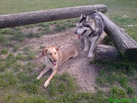 Blanding af racer Beauty billede 12